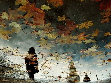 bunte Herbstblätter treiben im Wasser